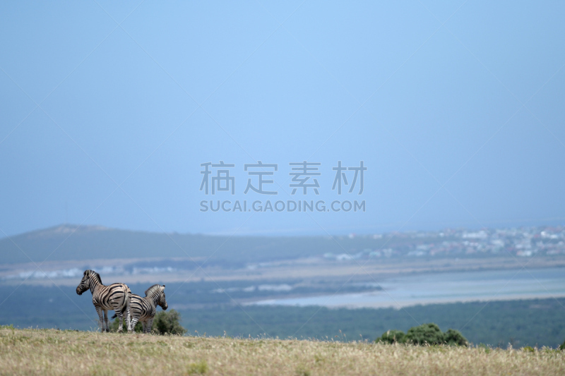 斑马,野外动物,布契尔斑马,蹄,自然,野生动物,水平画幅,食草动物,非洲,动物身体部位