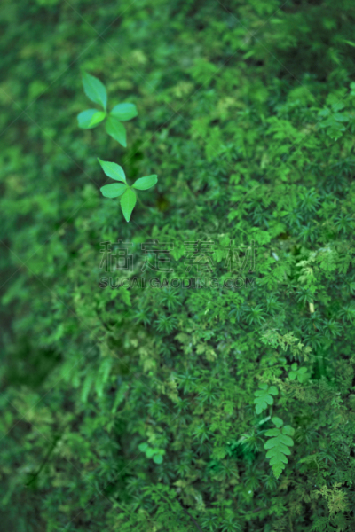 苔藓,自然,垂直画幅,九州,绿色,地形,无人,日本,屋久岛,材料