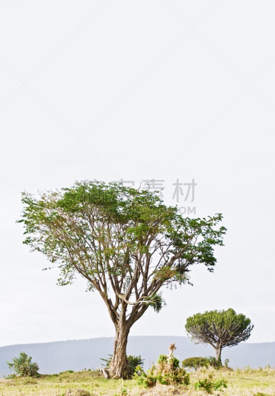 南美大草原,地形,枝状大烛台树,垂直画幅,草,气候与心情,撒哈拉以南非洲,热带气候,植物学,灌木