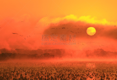 沼泽,长春花属,水,水平画幅,无人,鸟类,早晨,水库,户外,水禽