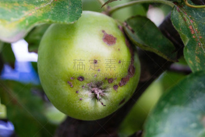 细胞核,水平画幅,古老的,汉堡,捉虫帐篷,特写,真菌,害虫,苹果