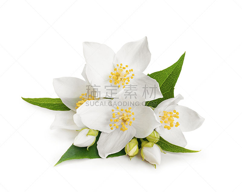 仅一朵花,白色,茉莉,分离着色,背景,合成图像,美,芳香的,水平画幅,无人