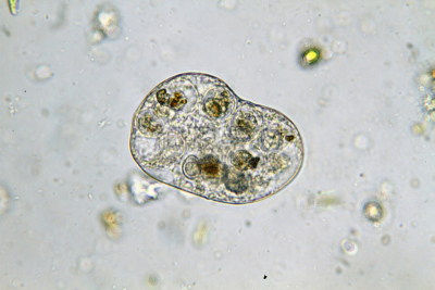 草履虫,单细胞生物,科学探索,池塘生物,光显微图,原生动物,大规模的放大,显微图片,显微镜,选择对焦