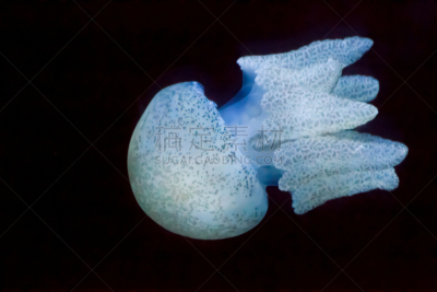 水母,在下面,水,水平画幅,过大的,水下,组物体,白斑水母,触须,彩色背景