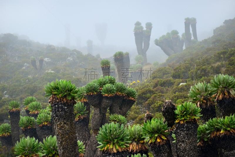 非洲,坦桑尼亚,乞力马扎罗山,风景,美,水平画幅,山,无人,户外,巨型千里光