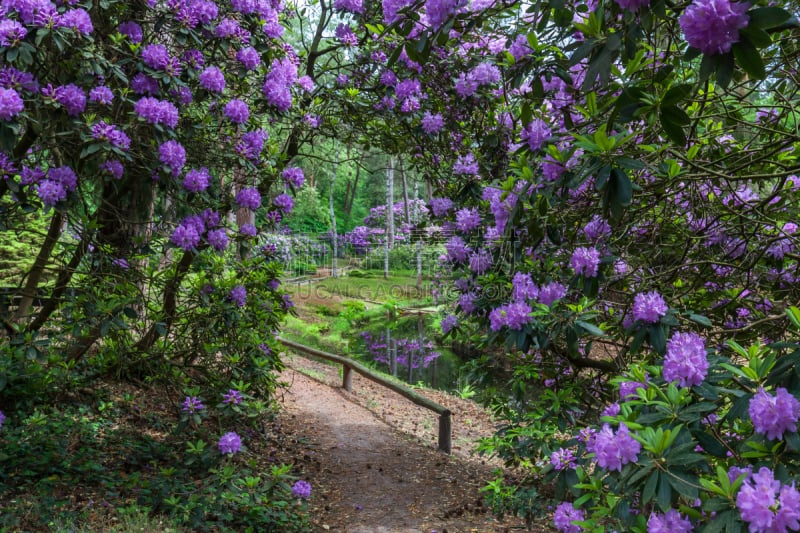 美,公园,自然,水平画幅,乌特勒支,户外,徒步旅行,树荫,植物,荷兰