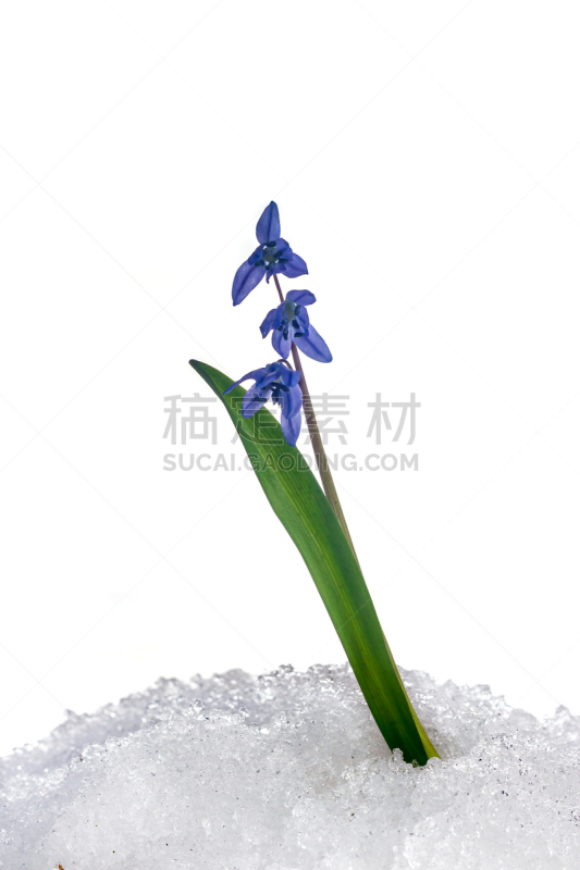 斯库拉,雪花莲,花卉花环,垂直画幅,水,美,纹理效果,雪,无人,偏远的