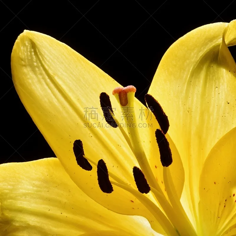 百合花 金色 自然 黄色 曝光过度 清新 图像 花粉 美 加拿大图片素材下载 稿定素材