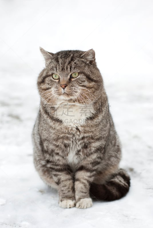 野生猫科动物,雪,巨大的,动物毛,垂直画幅,野外动物,户外,宠物,植物,猫