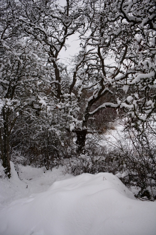 天鹅湖,寒冷,环境,维多利亚州,霜,雪,加拿大,自然美,鸟类,湖