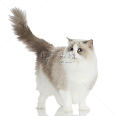 布偶猫,宠物,猫,2015年,动物,好奇心,尾巴,白色背景,方形画幅,纯种猫