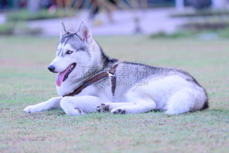 西伯利亚哈士奇犬,草,狗,可爱的,公园,爱斯基摩犬,阿拉斯加雪橇犬,雪橇犬,雪橇,美