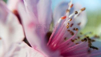 粉色,山茱萸,柔和,天空,枝繁叶茂,绘画插图,明亮,彩色图片,植物学,灌木