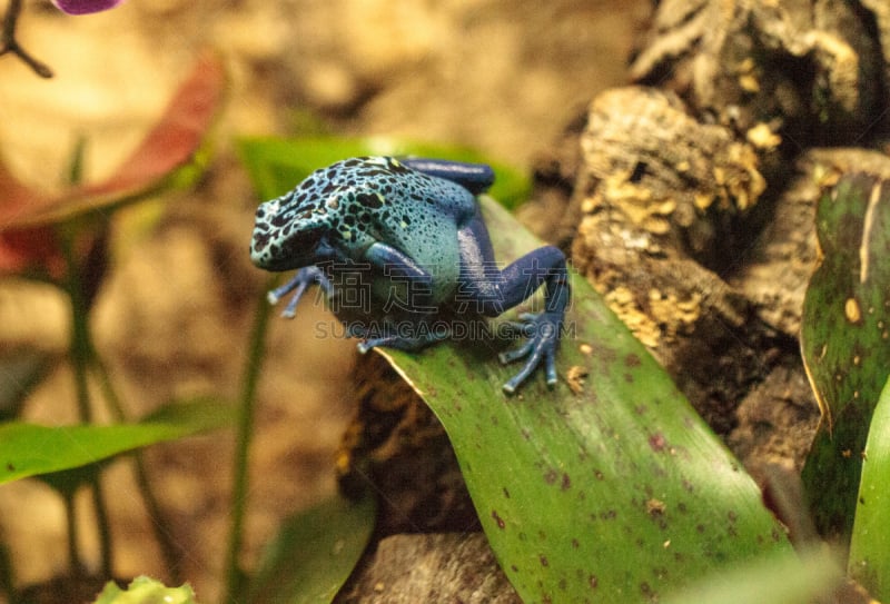 蓝箭毒蛙,花箭毒蛙,玻璃缸,爬虫学,两栖纲,人工饲养动物,水族馆,美国,水平画幅,无人