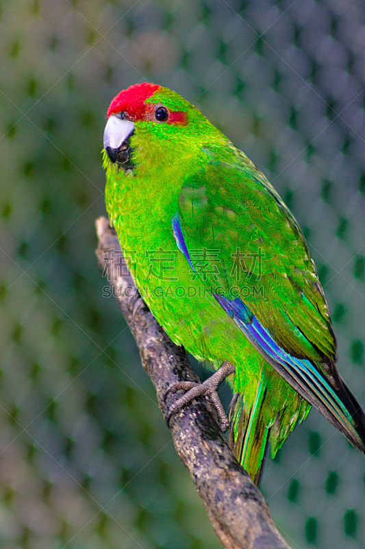 鹦鹉,红额鹦鹉,新西兰,红冠鹦鹉,小的,自然,垂直画幅,美,新的,野生动物