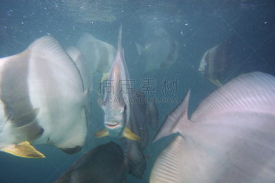 蝙蝠鱼,相机,昆虫群,自然,水,热带鱼,水平画幅,水肺潜水,印度洋,无人