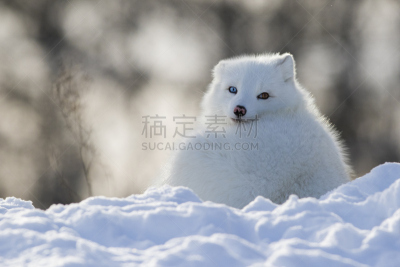 冬天,北极狐,外套,水平画幅,雪,斯堪的纳维亚半岛,厚衣服,人的眼睛,哺乳纲,白色