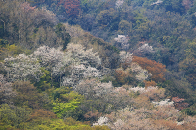 岚山,山,日本,京都市,樱花,katsura,自然,美,水平画幅,地形