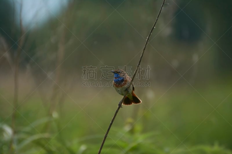 鸟类,乌克兰,草,观鸟,夏天,茎,兰喉鸟,绿色背景,蓝点颏,坐