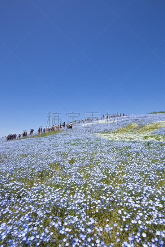 喜林草,日立海滨公园,花头,垂直画幅,春天,植物,无人,紫色,baby blue eye flower,2015年