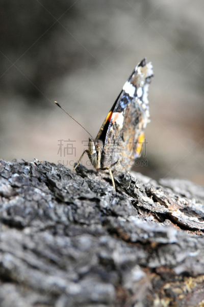 白昼,红色,蝴蝶,红纹蝶,鳞翅类,翅膀,动物,蛱蝶科,垂直画幅