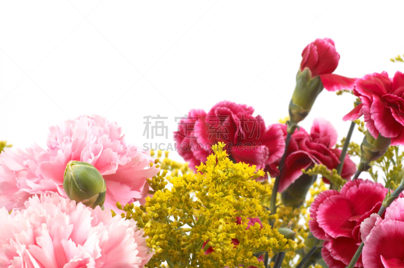 康乃馨,小指,美,水平画幅,无人,室内植物,植物,彩色图片,丁香,大特写
