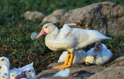 鸭子,白色,可爱的,自然,白昼,泰国,图像,脖子,池塘,颈