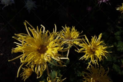 黄色,菊花,江户时代,轻的,传统,清新,仅一朵花,枝繁叶茂,自然美,植物