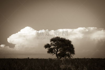 地形,潘帕斯大草原,南美,阿根廷,水平画幅,巴塔哥尼亚,抽象,拉潘帕市,黄昏,户外