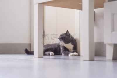 猫,灰色,室内,英国,短毛猫,骄纵宠物,间隔休息,窗台,英国长毛猫,动物眼睛