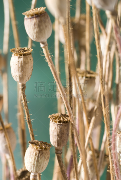 动物头,自然,垂直画幅,绿色,水果,无人,干的,花束,植物茎,彩色背景