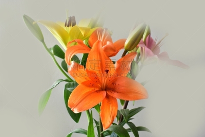 百合花,色彩鲜艳,自然美,芳香的,夏天,生日,完美,明亮,花束,闪亮的