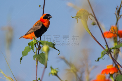 红衣主教织巢鸟,南,哈拉雷,雨季,水平画幅,无人,全身像,鸟类,季候风,一只动物