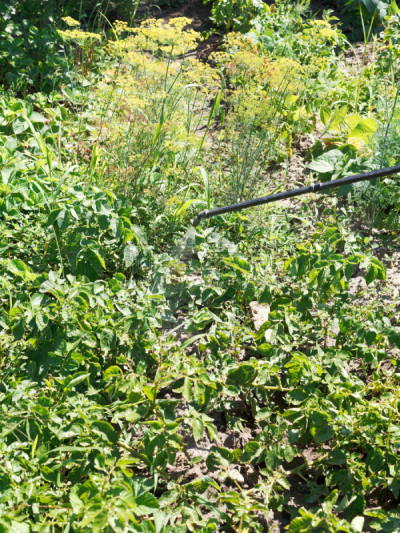 马铃薯,除草剂,食品加工厂,种植园,垂直画幅,杀虫剂,潮虫,海产,工厂,夏天