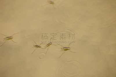 水黾,负蝽科,水,水平画幅,水面,海洋生命,摄影,游泳