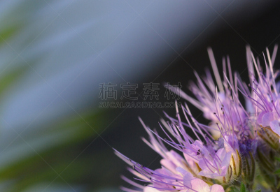 phacelia,pretty phacelia,自然,天空,水平画幅,罗马尼亚,生物,无人,蓝色,抽象