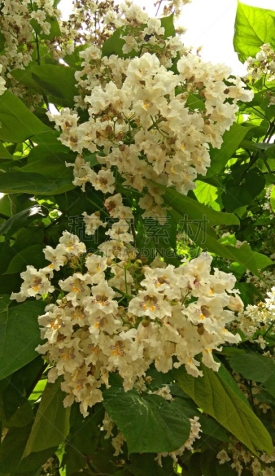 梓木,叶子,花边,白色,绿色,无人,垂直画幅,图像,夏天,树荫