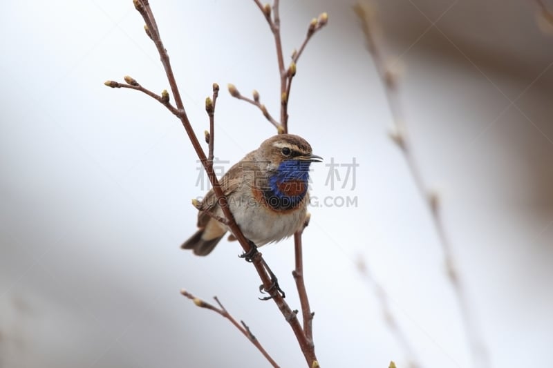 蓝点颏,水平画幅,西约塔兰省,无人,蓝色,鸟类,纳维亚体育馆,北美歌雀,红色,兰喉鸟