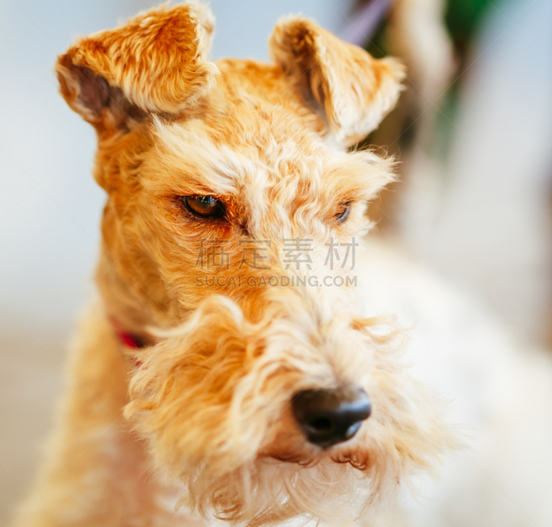 硬毛猎狐犬,福克斯猎狐犬,络腮胡子,褐色,水平画幅,梗犬,动物身体部位,户外,哺乳纲,青年人