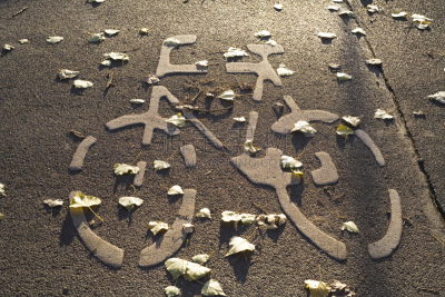 自行车道,骑自行车,水平画幅,秋天,路,陆用车,交通,户外,交通方式,城市