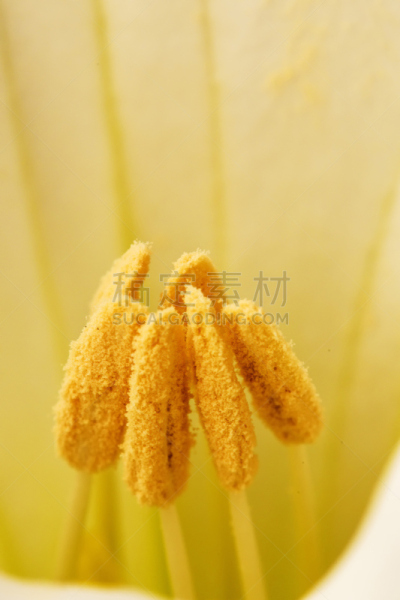 植物,灵性,名声,垂直画幅,绿色,无人,特写,人生大事,美国曼陀罗花,危险