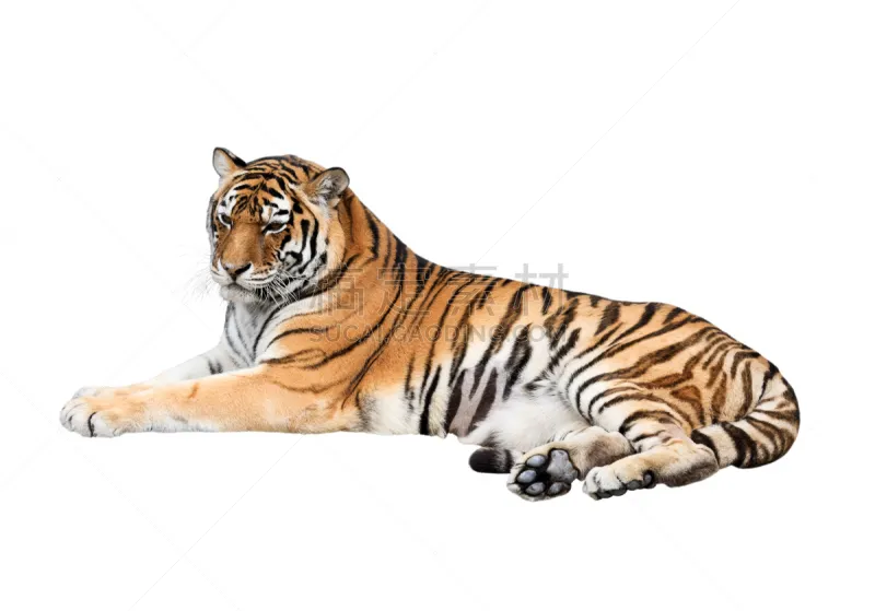 西伯利亚虎 分离着色 白色背景 虎 茶色 野生猫科动物 水平画幅 透过窗户往外看 无人 巨大的图片素材下载 稿定素材