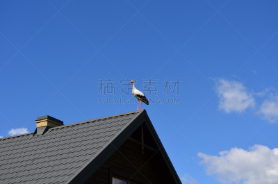 鹳,屋顶,水,天空,风,水平画幅,鸟类,动物学,夏天,户外