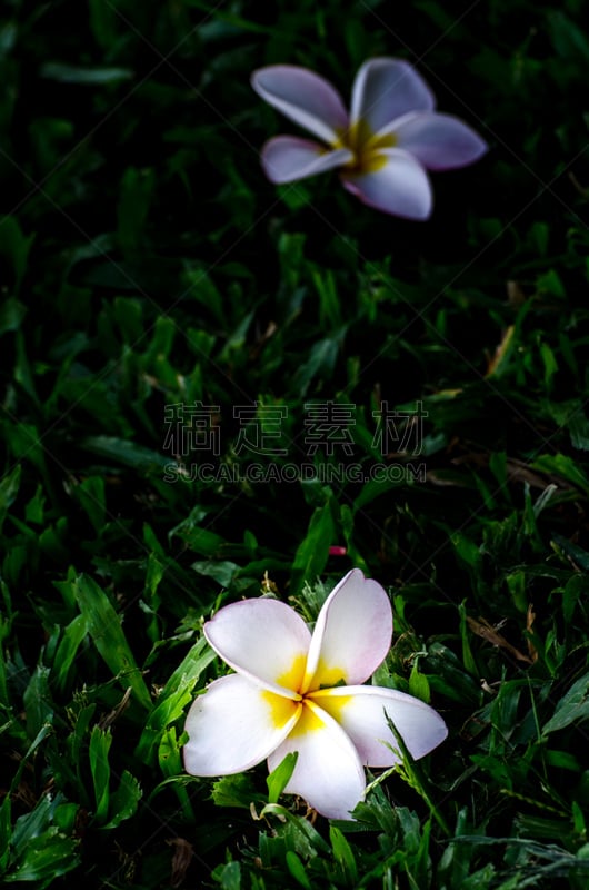 赤素馨花,黄色,叶子,白色,草,马斯克林群岛,自然,垂直画幅,印度洋,旅行者