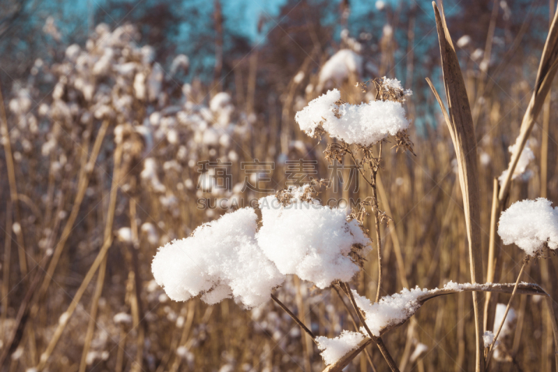 干花,冬天,日光,白昼,大雪,自然,重的,水平画幅,雪,无人