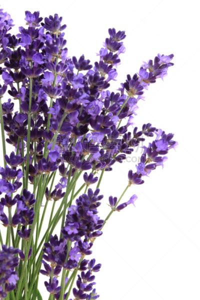 熏衣草,自然,垂直画幅,白色,植物,芳香的,无人,紫色,背景分离,薰衣草色