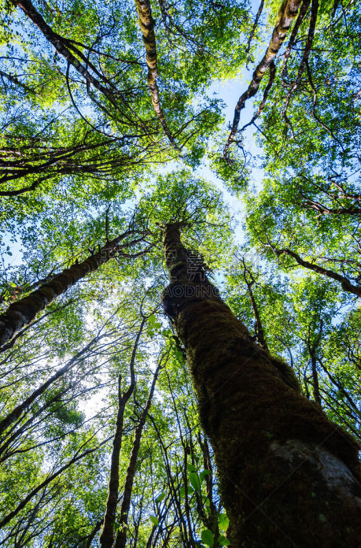 德劳特卡斯特州立公园,国际生物圈保护区,洪堡企鹅,红杉,原生林,北加利福尼亚州,垂直画幅,无人,泥土,户外