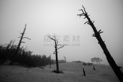 环境,概念,干燥的森林,珍妮的遭遇,罗尼桑姆湖,水平画幅,无人,树皮甲虫,户外,岩石