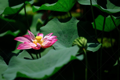 睡莲,色彩鲜艳,传声器架,伪装色,麦克风,荷花,水平画幅,绿色,小的,无人