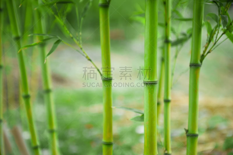 竹,竹子叶,自然,水平画幅,绿色,无人,日本,植物茎,植物,中国